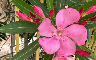 Wie du alles manifestieren kannst – Erfolgreiches Online Business und deine Träume