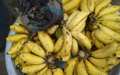 Die wichtigsten Fragen zur veganen Ernährung